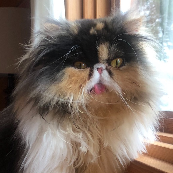 Meet your Posher, Giselle - Picture 1 of 1